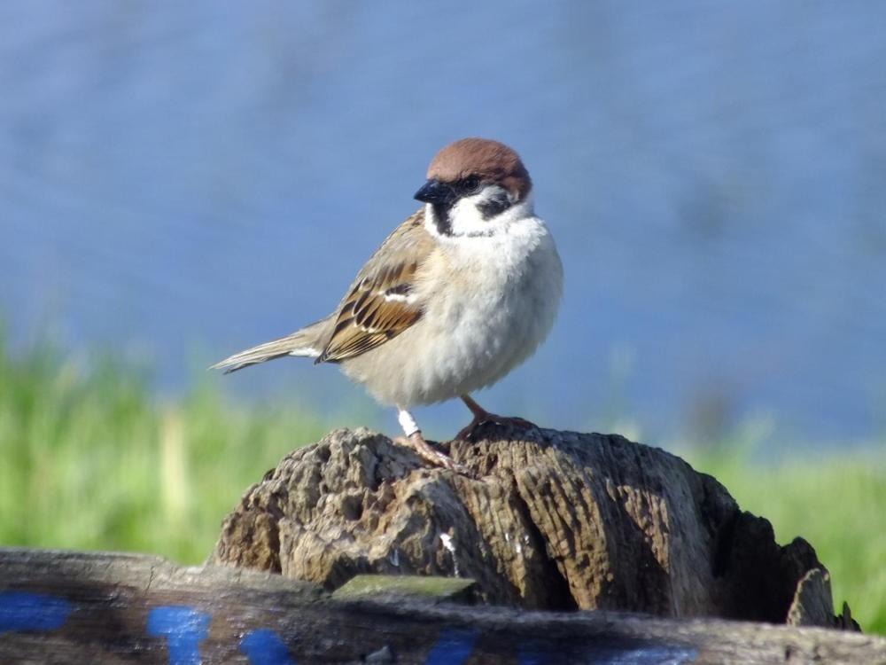 Shelduck Cottage Mainsriddle Exterior photo