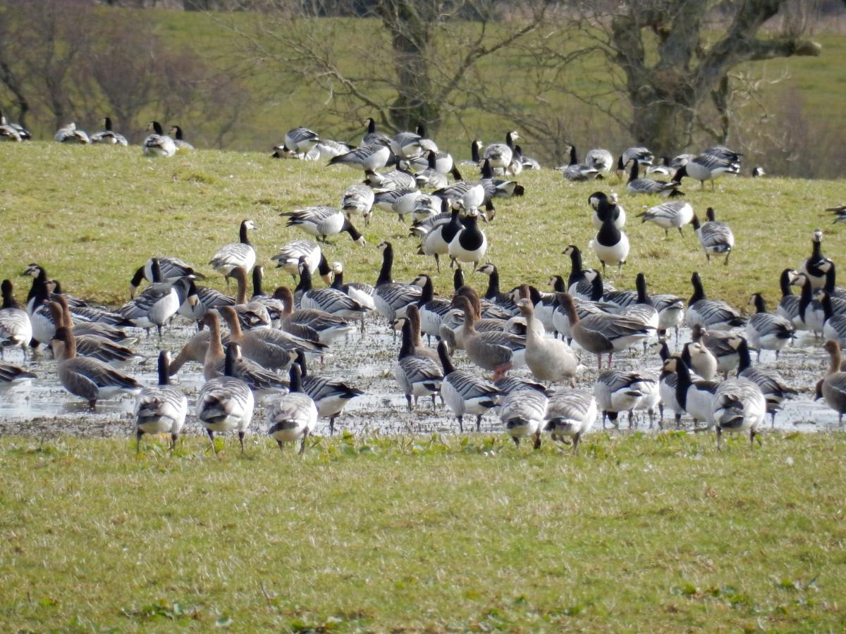 Shelduck Cottage Mainsriddle Exterior photo